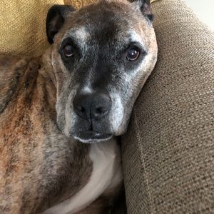 Meet your Posher, Brody